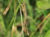 _MG_2343 Lestes barbarus male